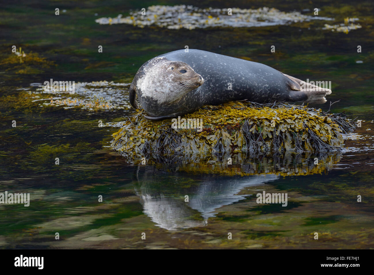 Common or harbour seal (Phoca vitulina) resting on stone in water, Arnarstapi, West Iceland, Iceland Stock Photo