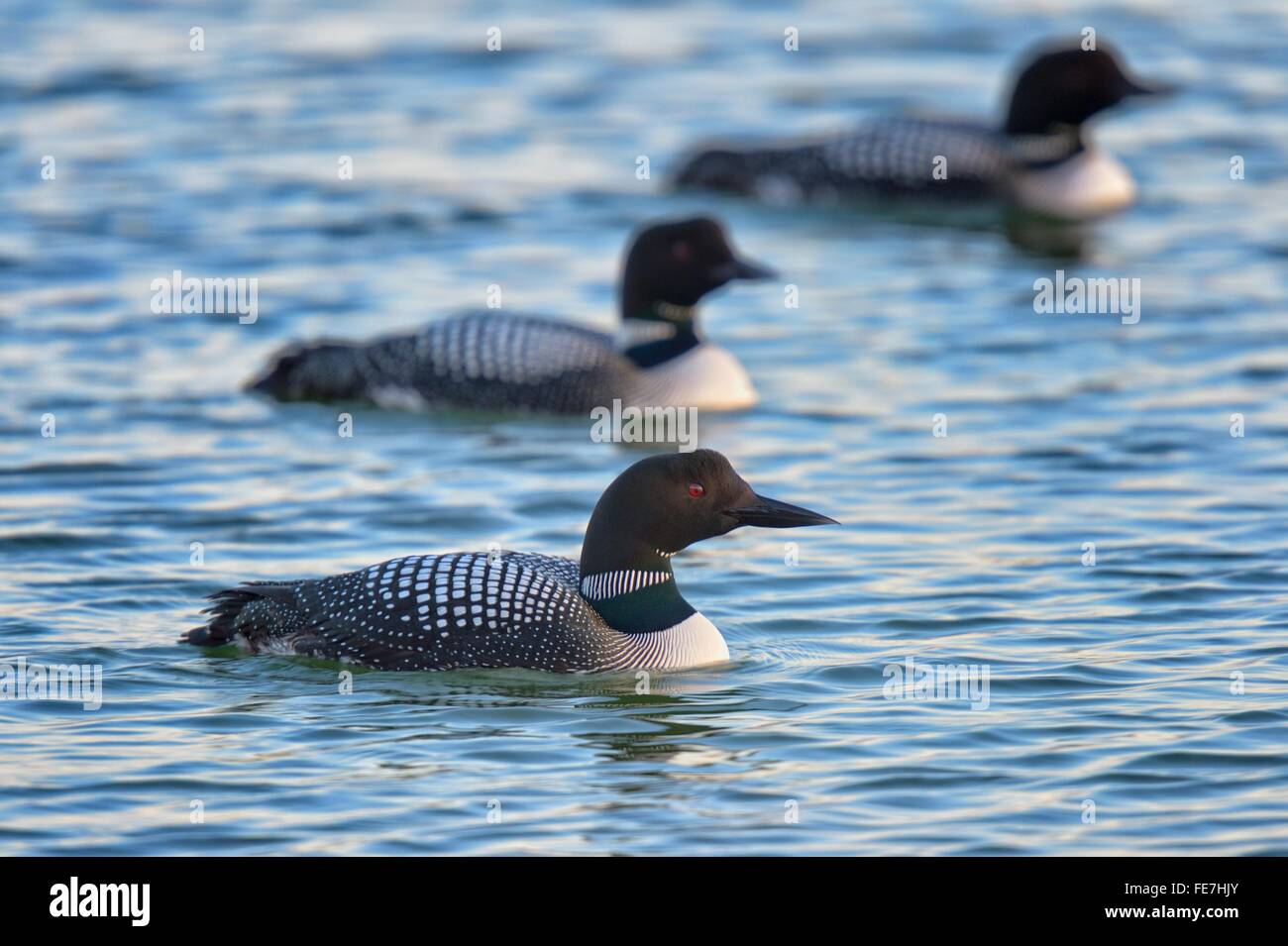 Great northern loons (Gavia immer) on lake, Myvatn, North Iceland, Iceland Stock Photo