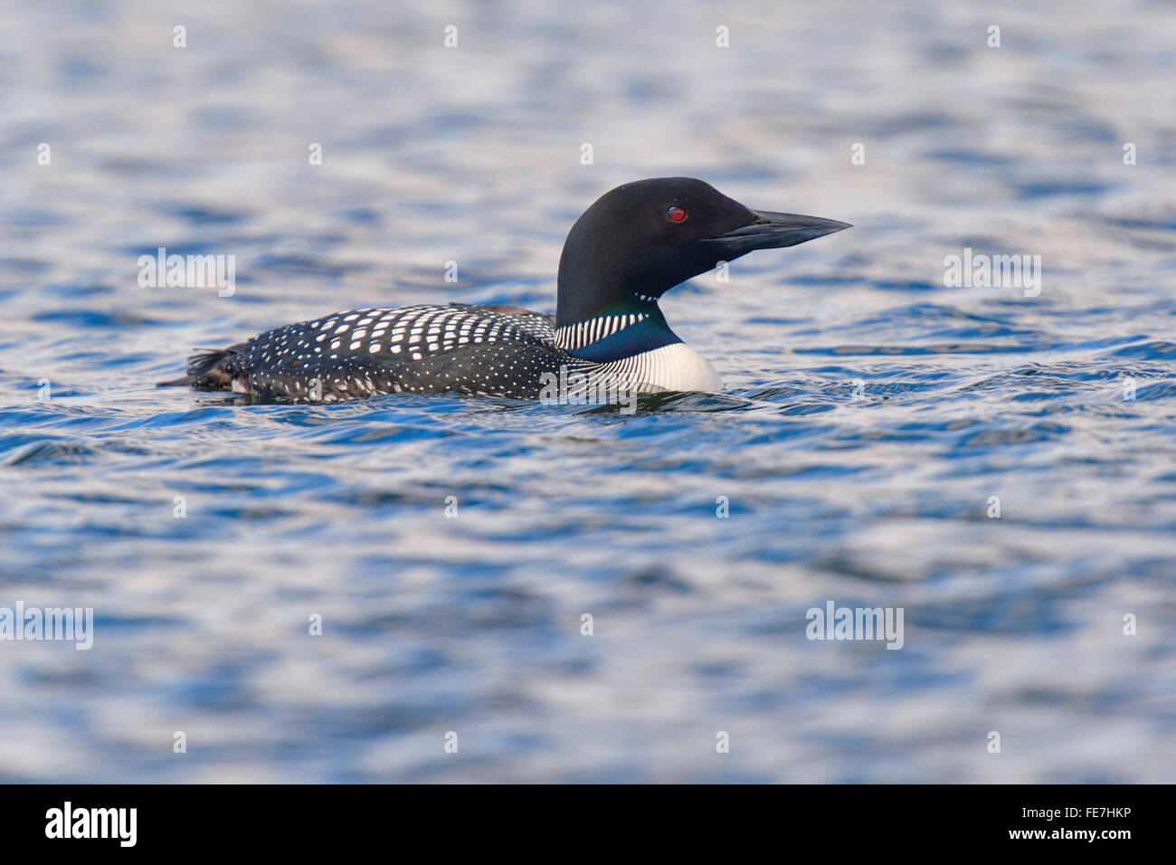 Great northern loon (Gavia immer) on lake, Myvatn, North Iceland, Iceland Stock Photo
