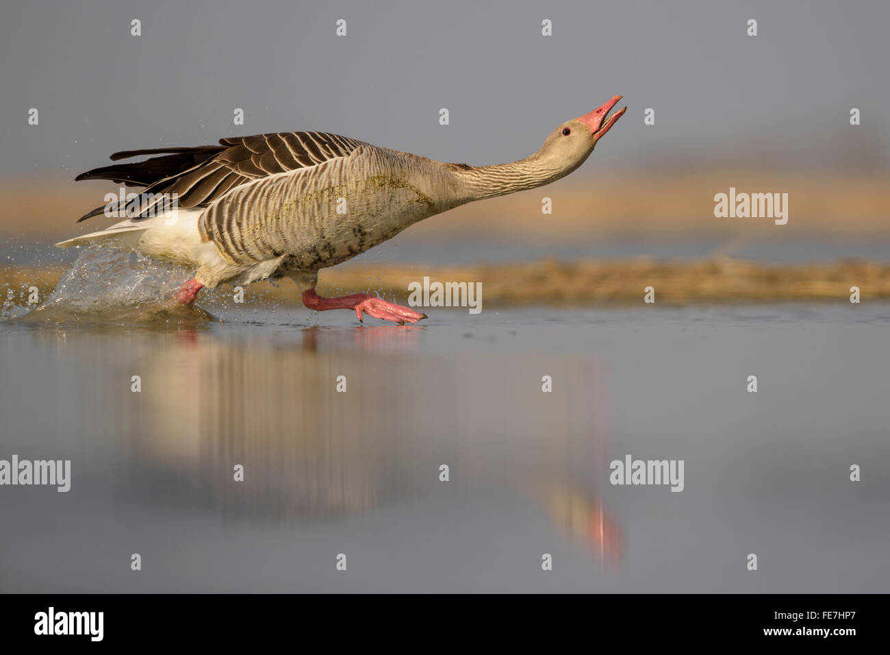 Aggressive behaviour hi-res stock photography and images - Alamy