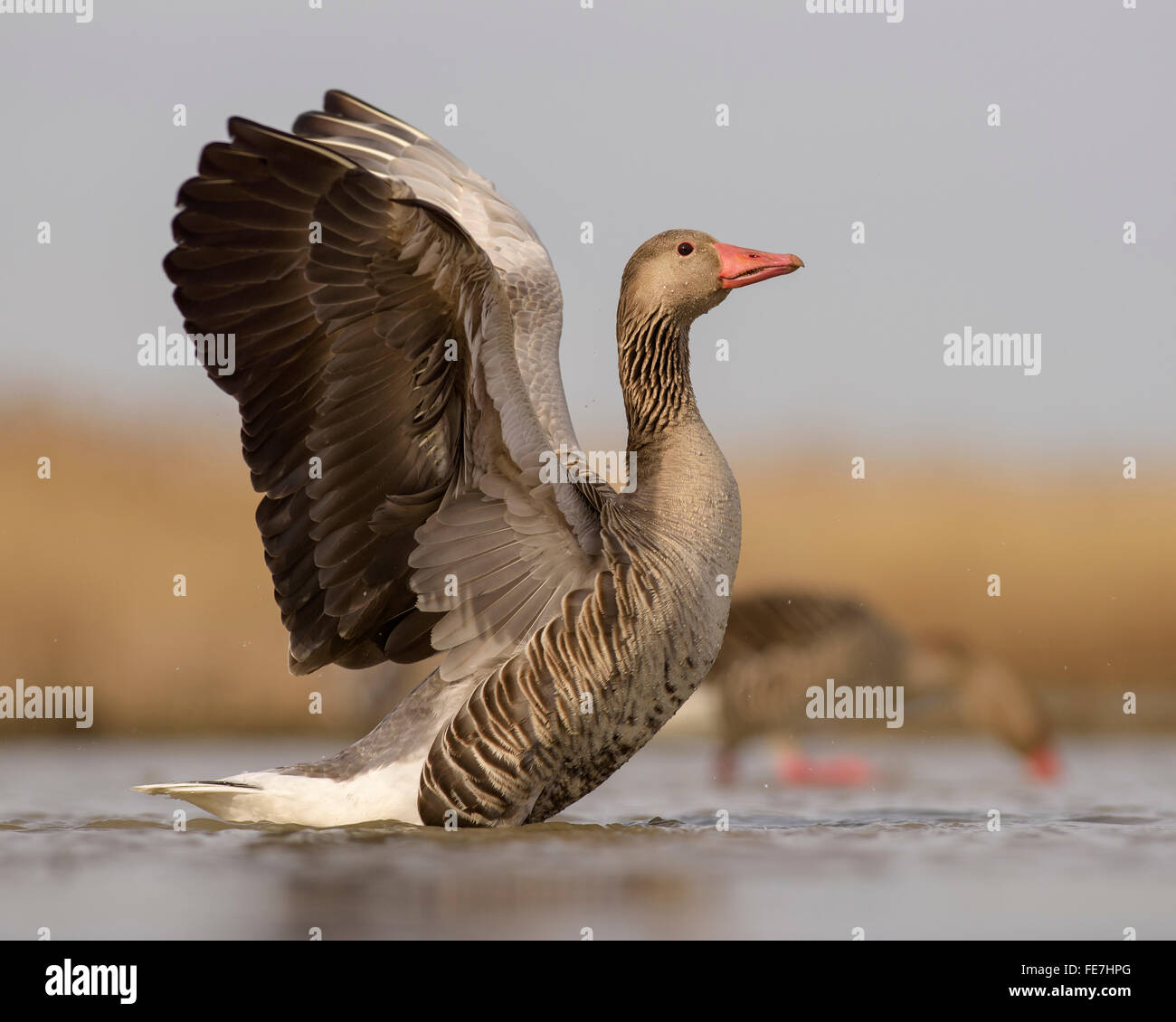 Greylag geese (Anser anser), gander flapping wings, display behaviour, dominant territorial pair, Kiskunság National Park Stock Photo