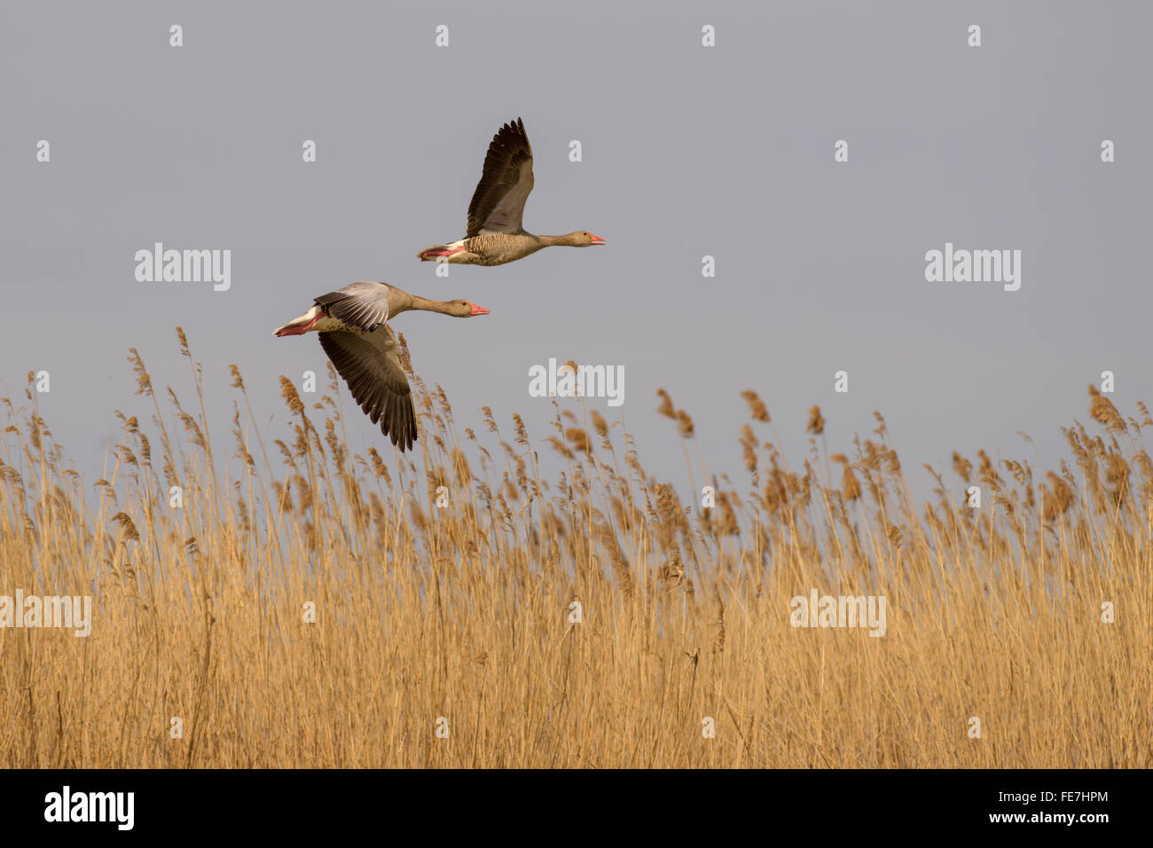 Greylag geese (Anser anser), breeding pair flying over reeds, Kiskunság National Park, Hungary Stock Photo