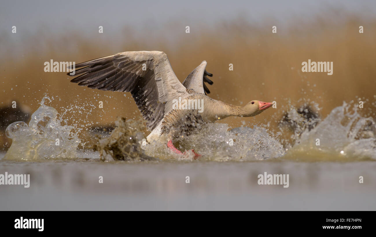 Greylag goose (Anser anser), gander, dispute, aggressive behaviour