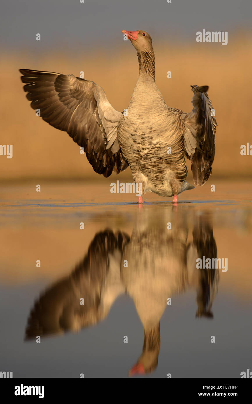 Greylag goose (Anser anser), gander flapping wings, display behaviour, Kiskunság National Park, Hungary Stock Photo