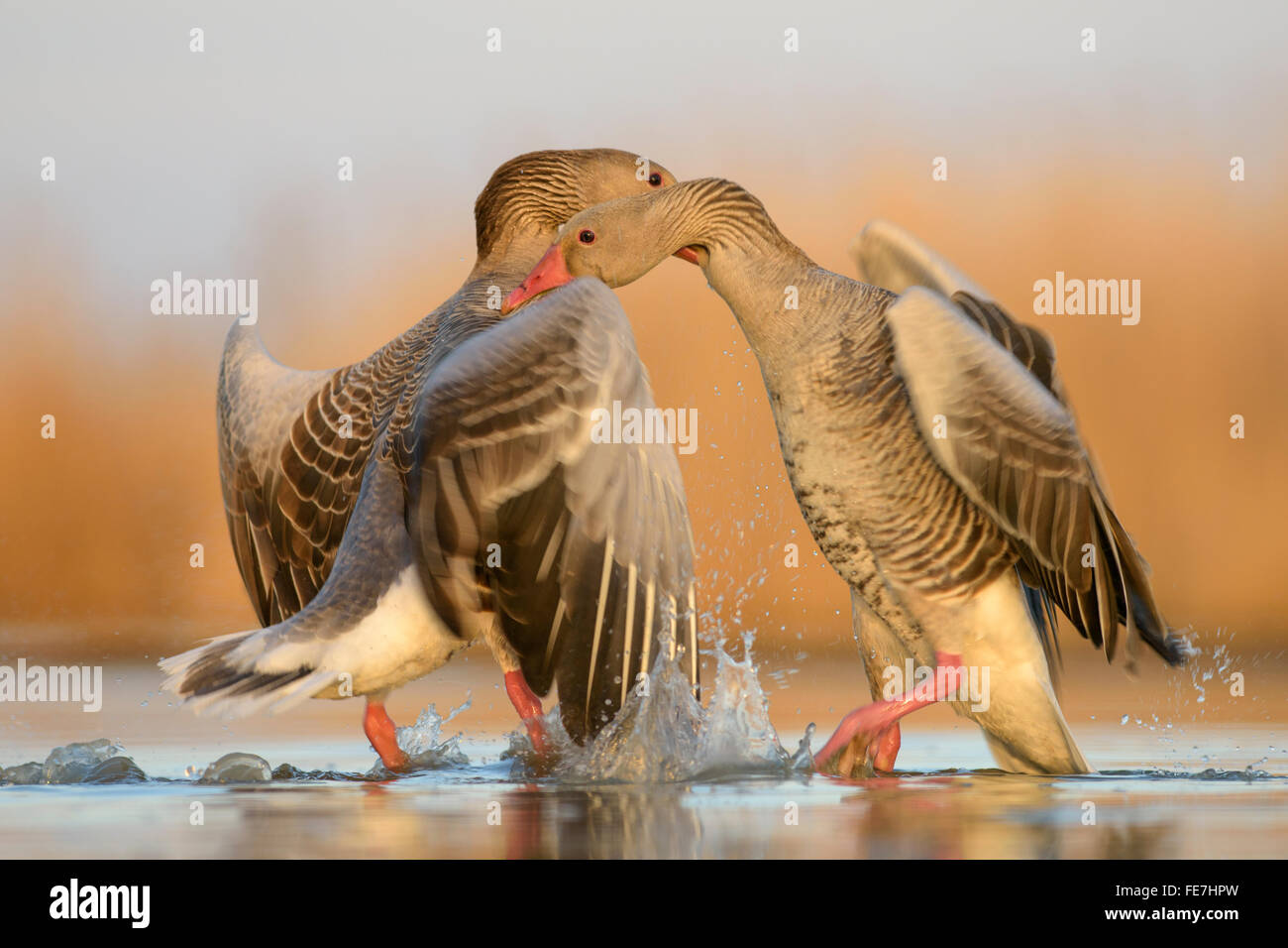 Greylag geese (Anser anser), territorial fight, two dominant males, Kiskunság National Park, Hungary Stock Photo