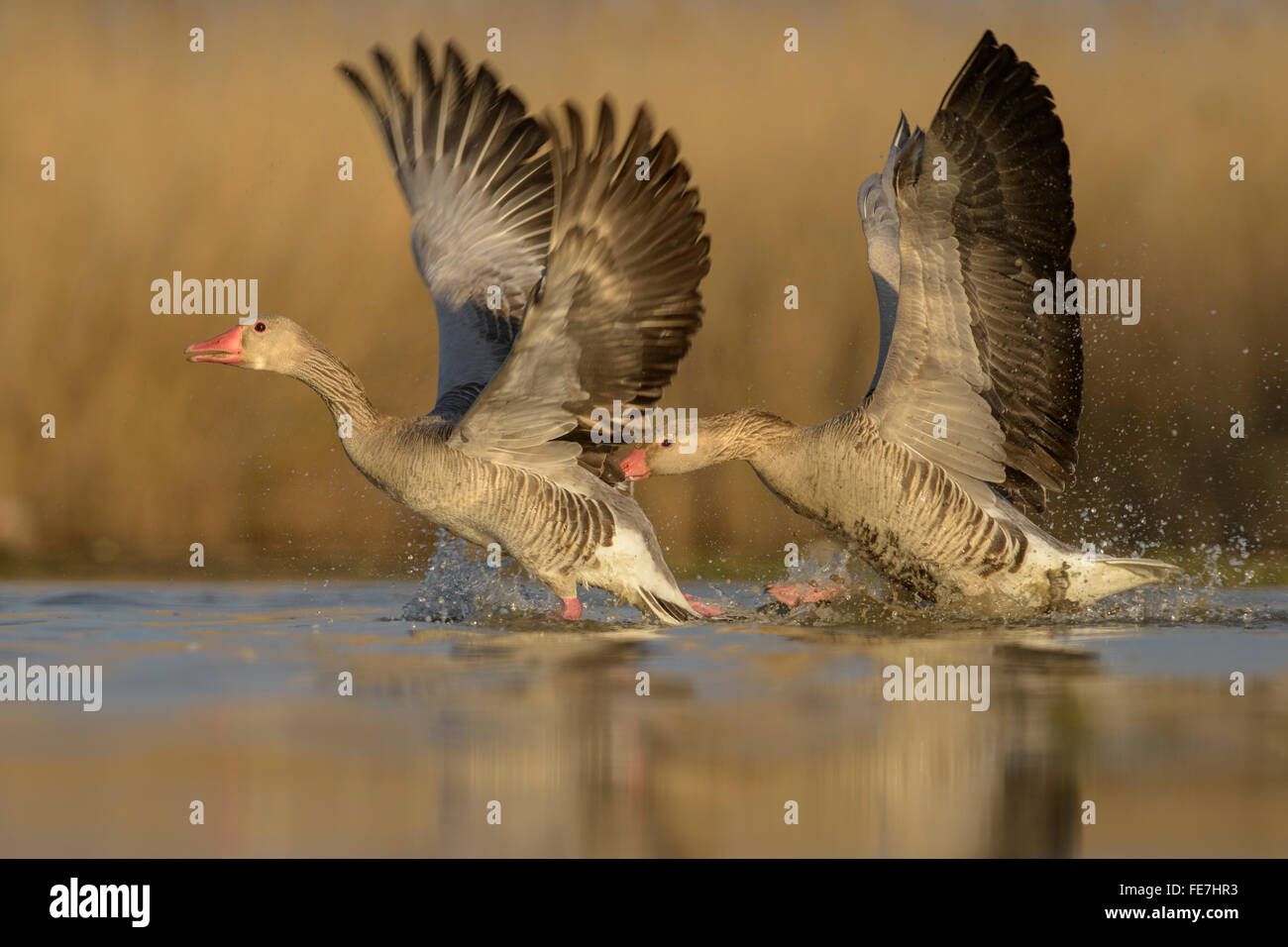 Greylag geese (Anser anser), territorial fight, two dominant males, Kiskunság National Park, Hungary Stock Photo