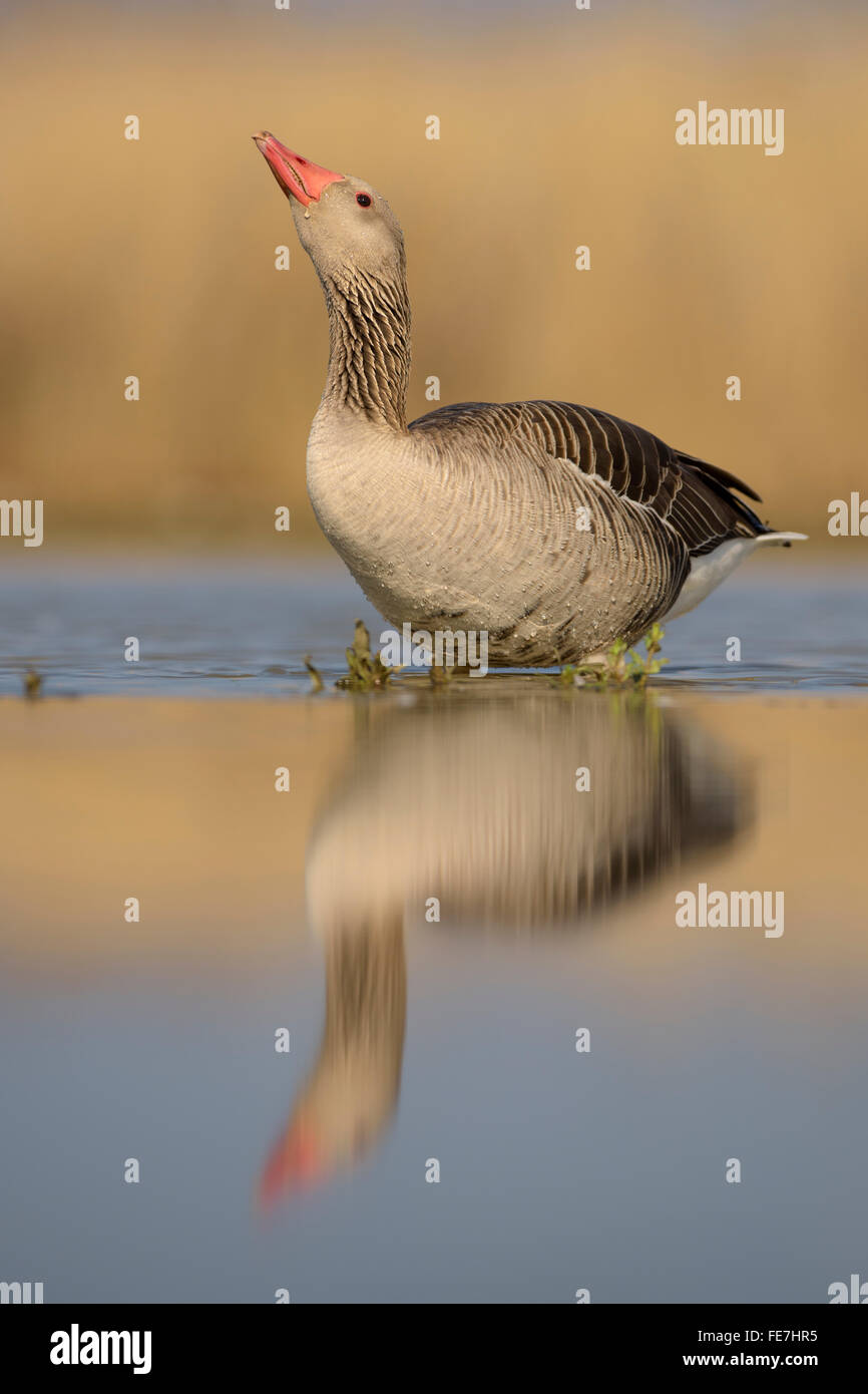 Greylag goose (Anser anser), standing in water, drinking, Kiskunság National Park, Hungary Stock Photo