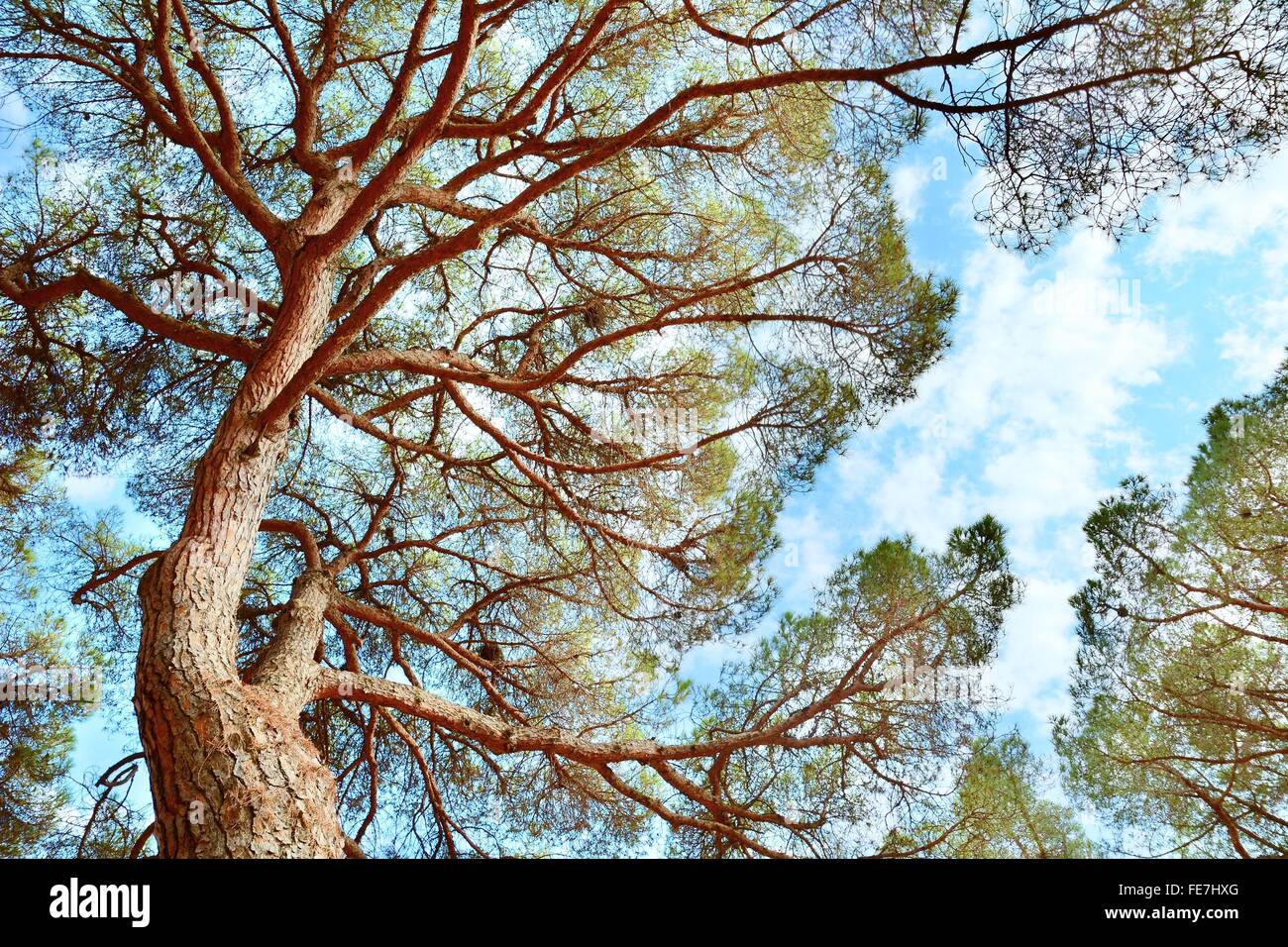 Pine tree crown. HDR shot with blue sky and white clouds. View from the ground up. Stock Photo