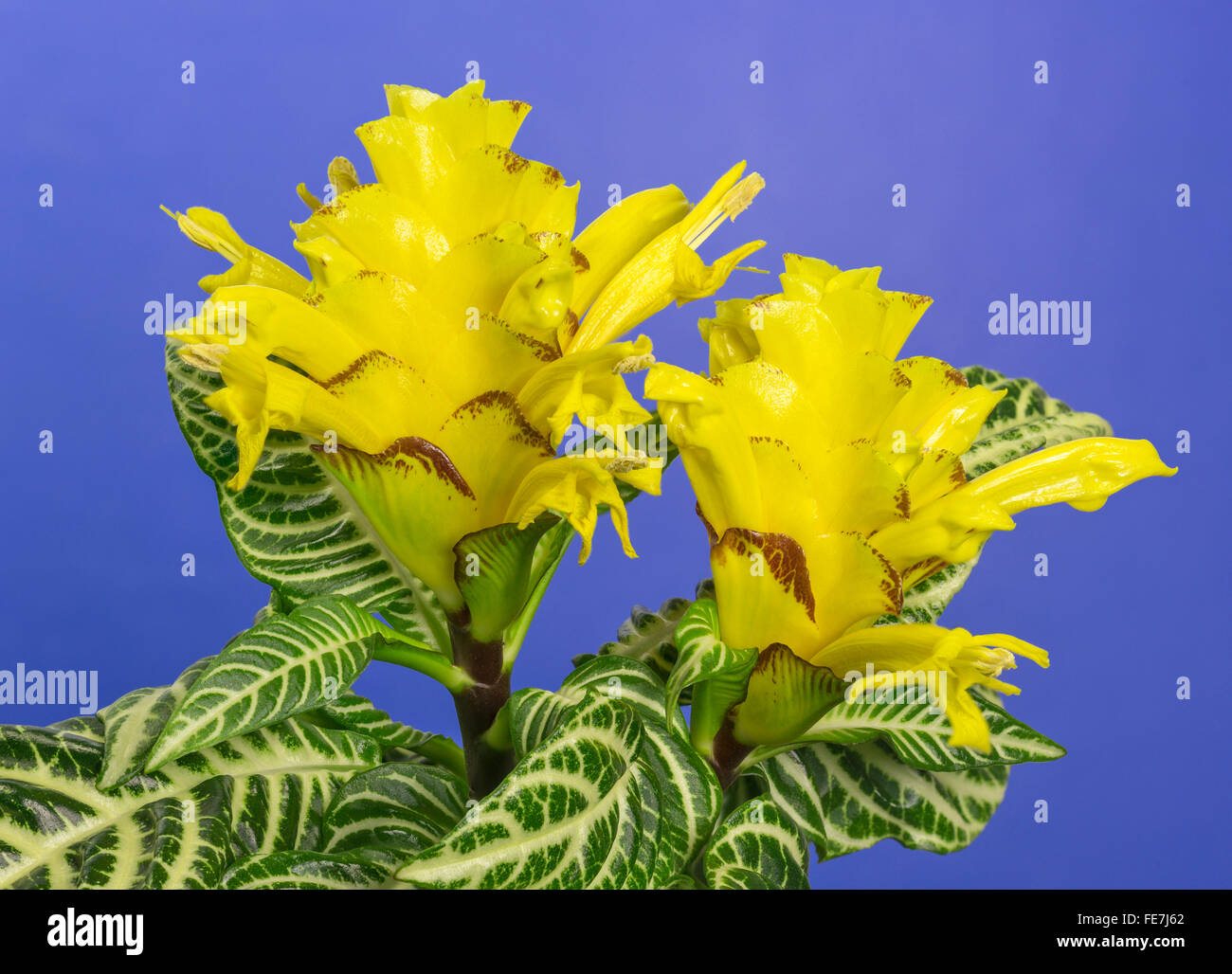 Aphelandra (Aphelandra sp.) flower Stock Photo