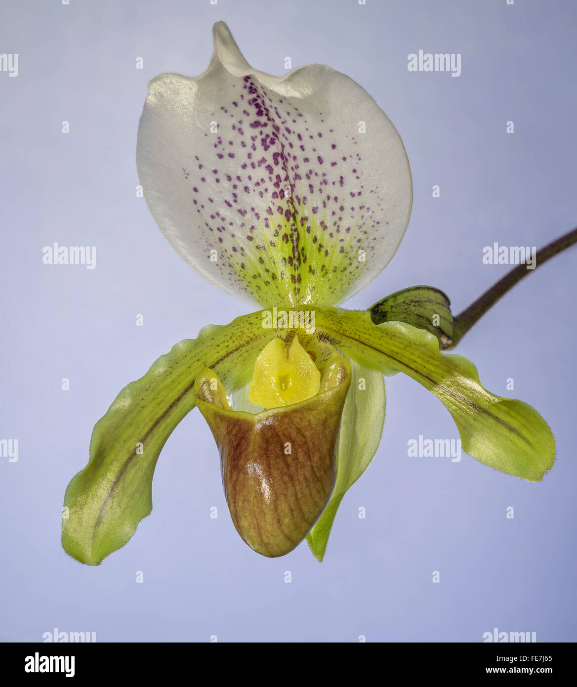 Venus slipper orchid (Paphiopedilum) Stock Photo