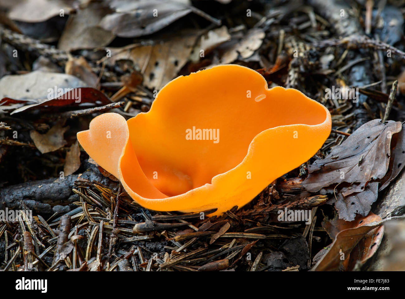 Orange peel fungus (Aleuria aurantia), saprophyte, Canton of Fribourg, Switzerland Stock Photo