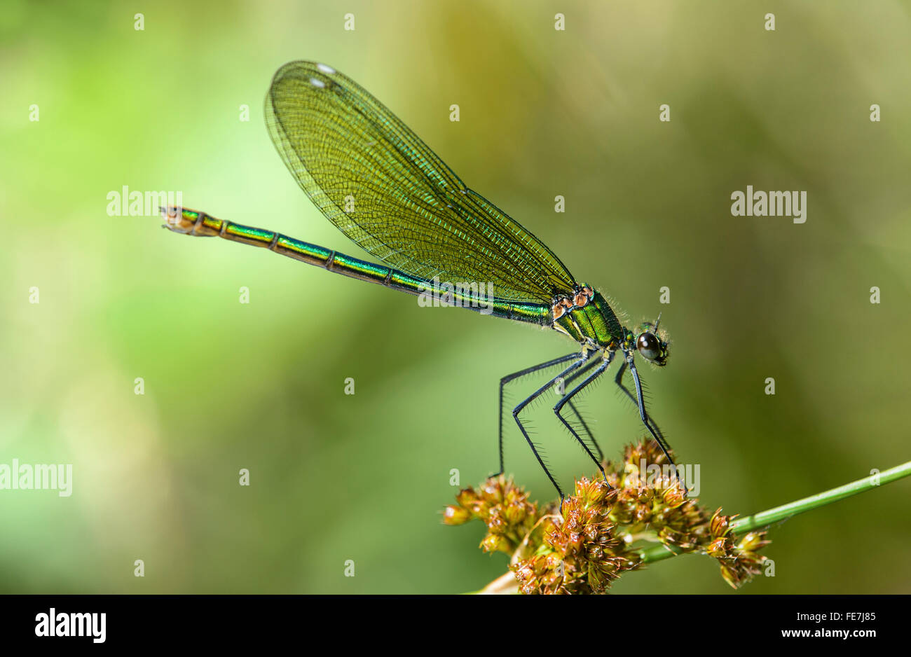 Banded Demoiselle (Calopteryx splendens), females, Canton of Geneva, Switzerland Stock Photo