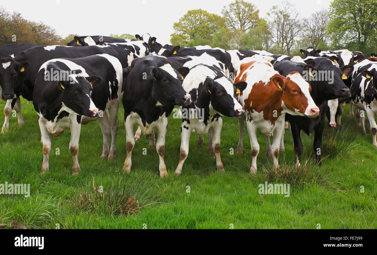 Curious black and white and Red Holstein Cows (Bos primigenius f