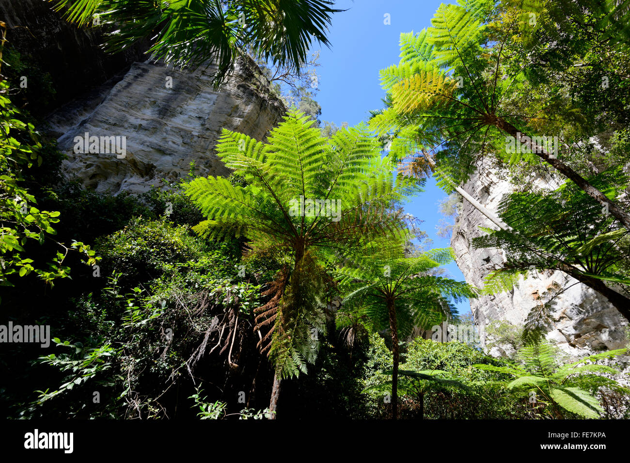 Macrozamia moorei cycads, Zamiaceae, Carnarvon Gorge, Queensland, Australia Stock Photo