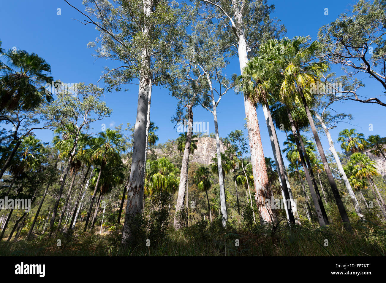 Cabbage Tree Palms, Livistona australis, Carnarvon Gorge, Queensland, Australia Stock Photo