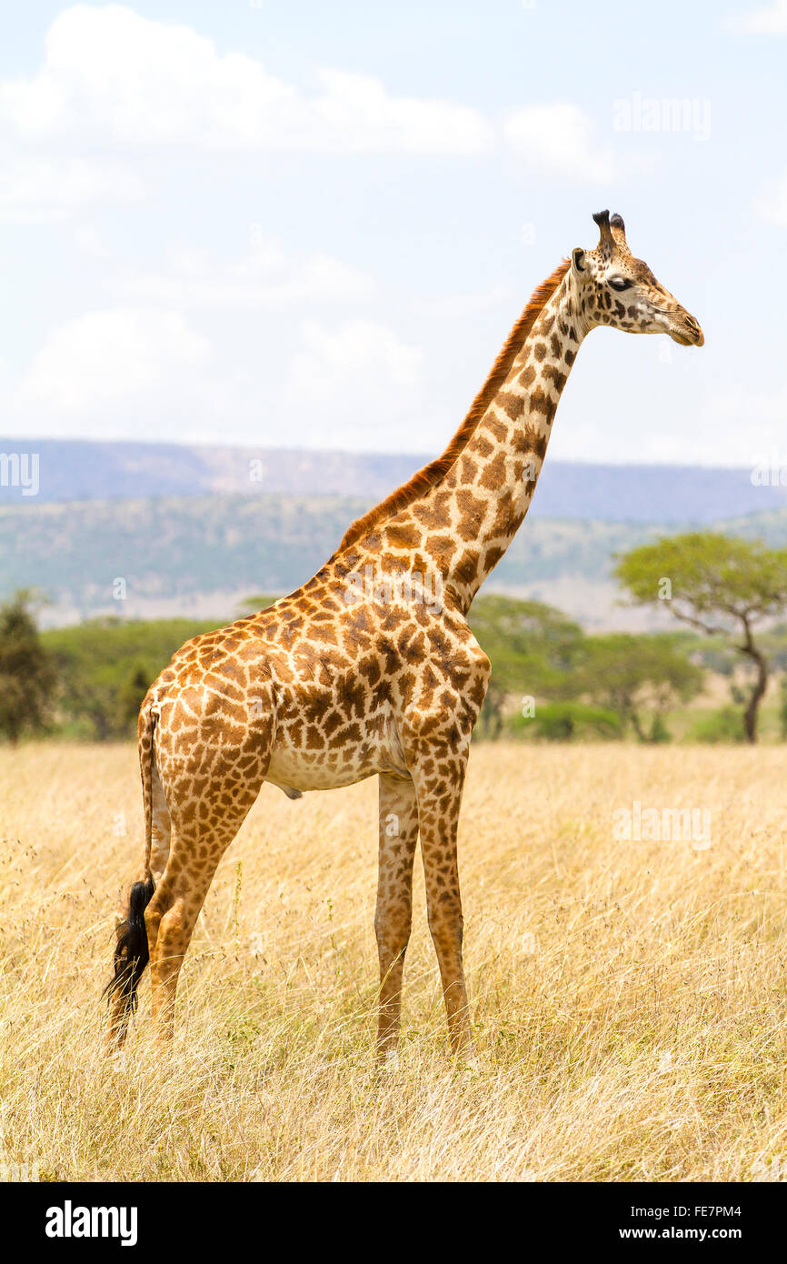 Long giraffe standing at the savannah in Serengeti Stock Photo