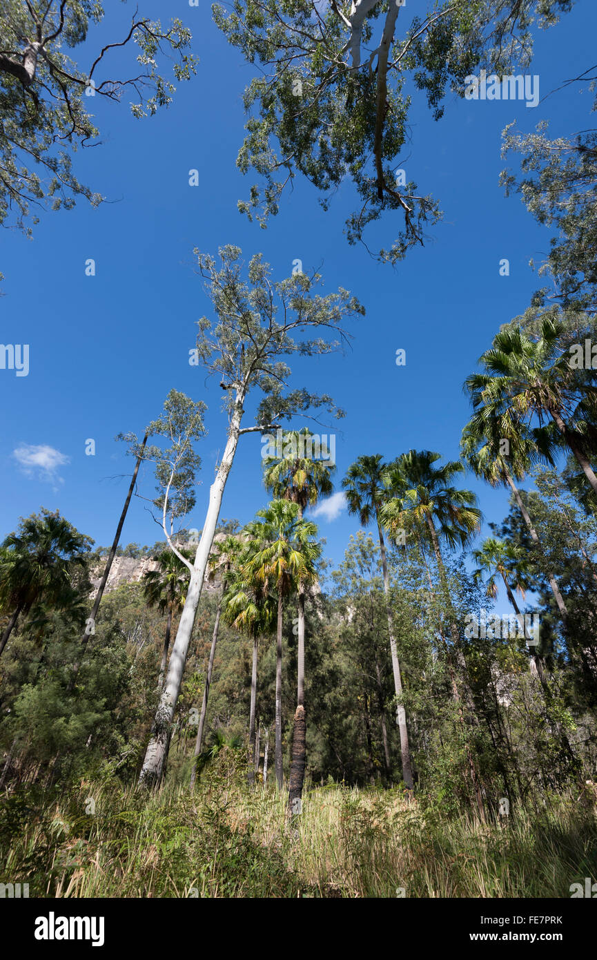 Cabbage Tree Palms, Livistona australis, Carnarvon Gorge, Queensland, Australia Stock Photo