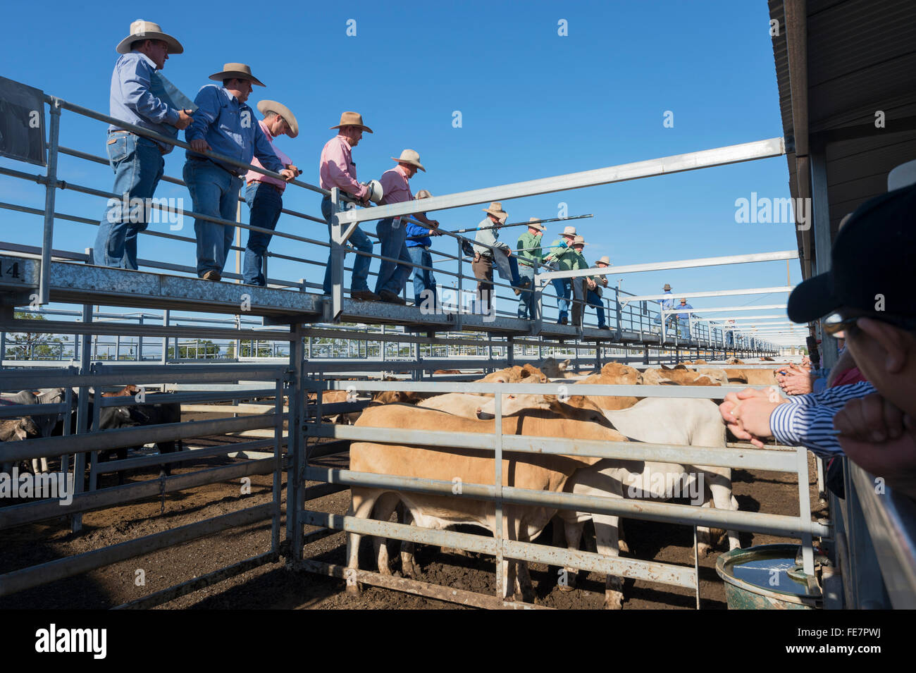Central Queensland Livestock Exchange (CQLX), Gracemere, Queensland, QLD, Australia Stock Photo