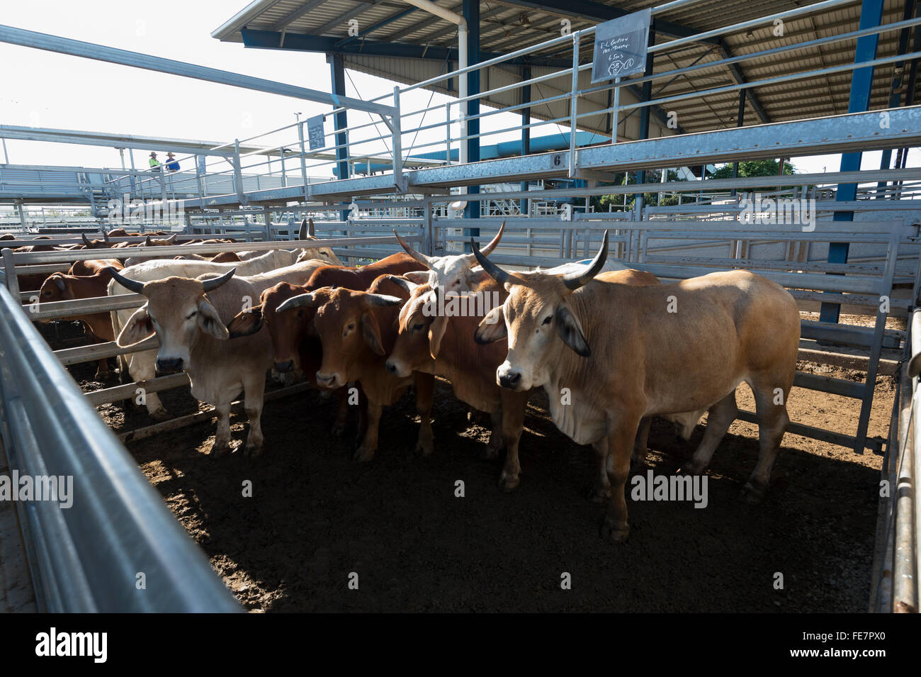 Central Queensland Livestock Exchange (CQLX), Gracemere, Queensland