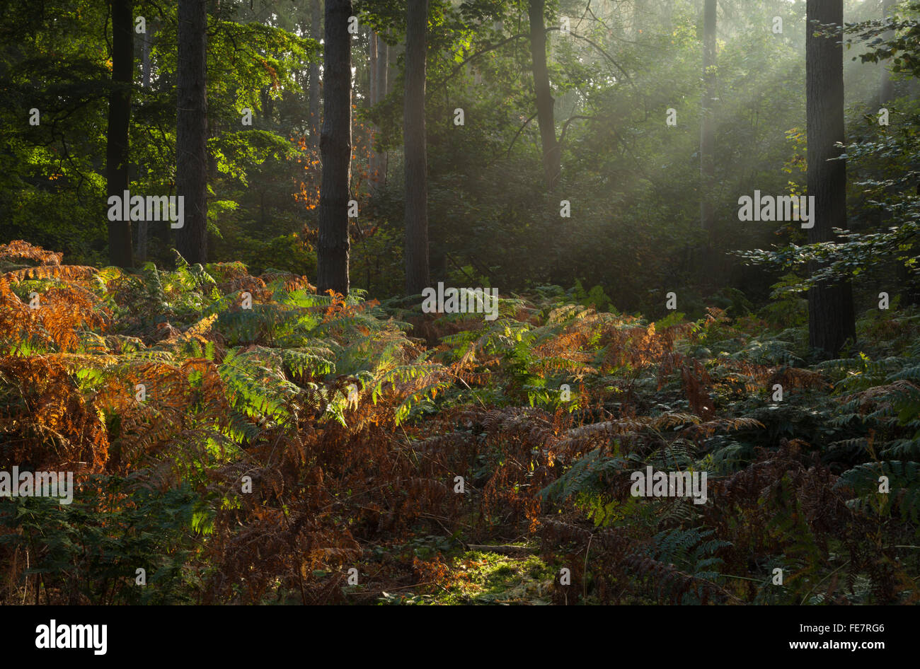 Sunbeams morning vegetation hi-res stock photography and images - Alamy