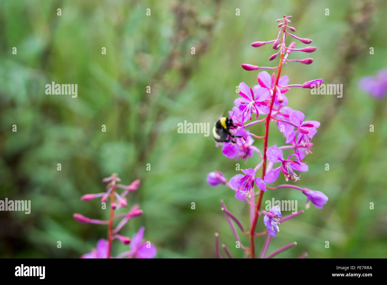 Closeup of bumblebee on flower Stock Photo