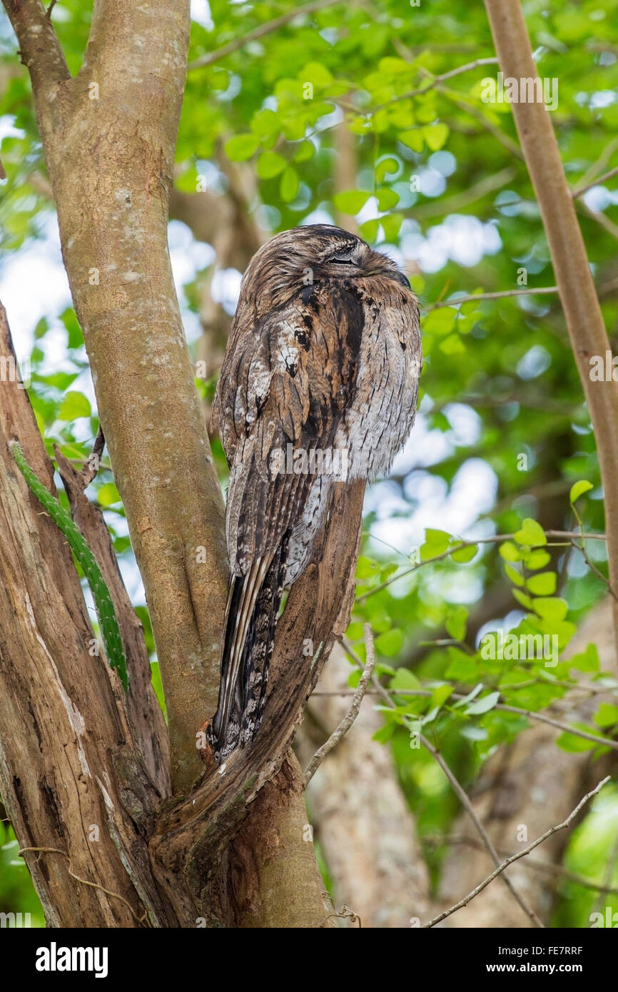 northern potoo (Nyctibius jamaicensis) adult perched asleep on branch of tree in forest, Jamaica, Caribbean Stock Photo