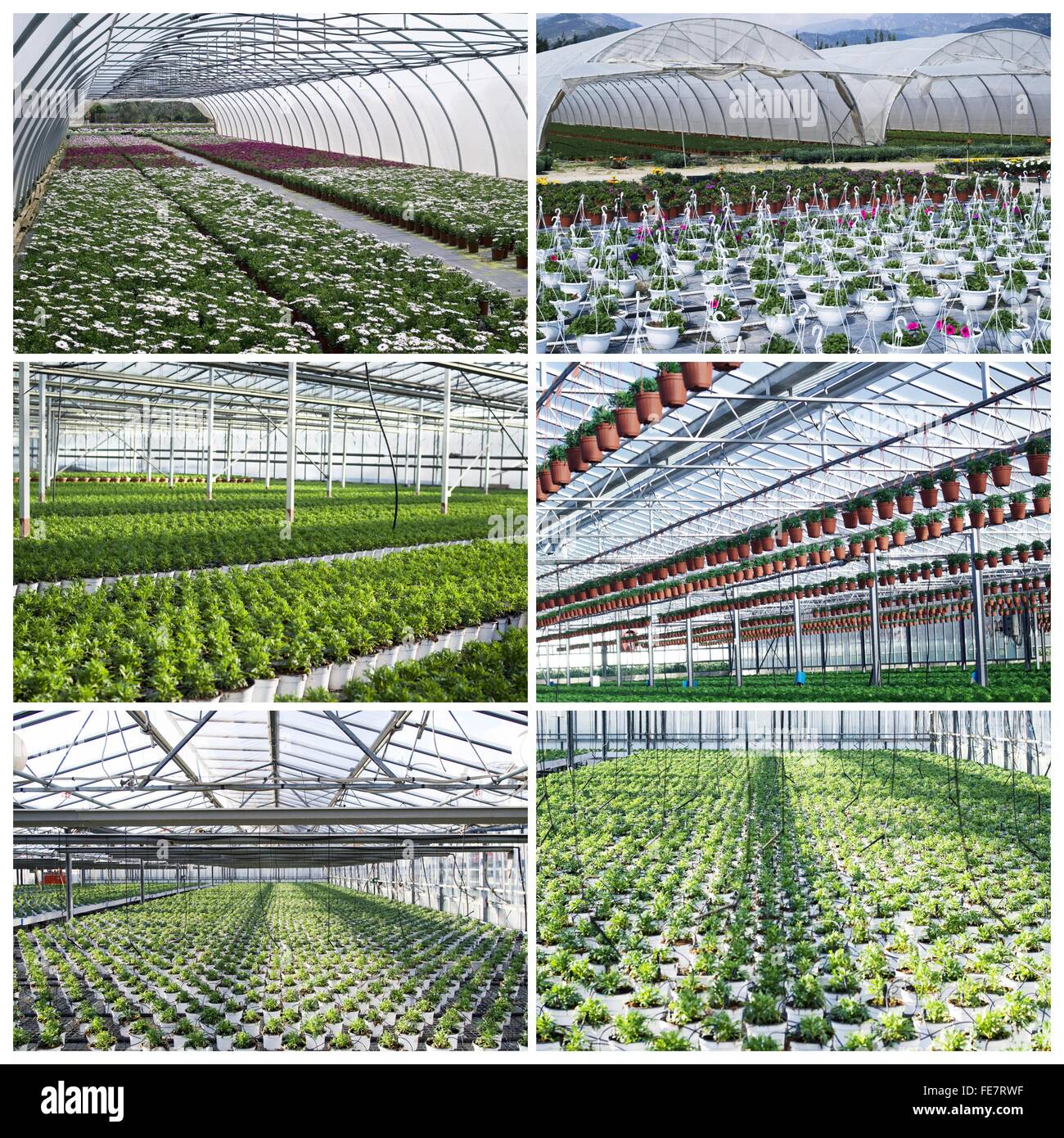 Commercial plants growing in greenhouse Stock Photo - Alamy