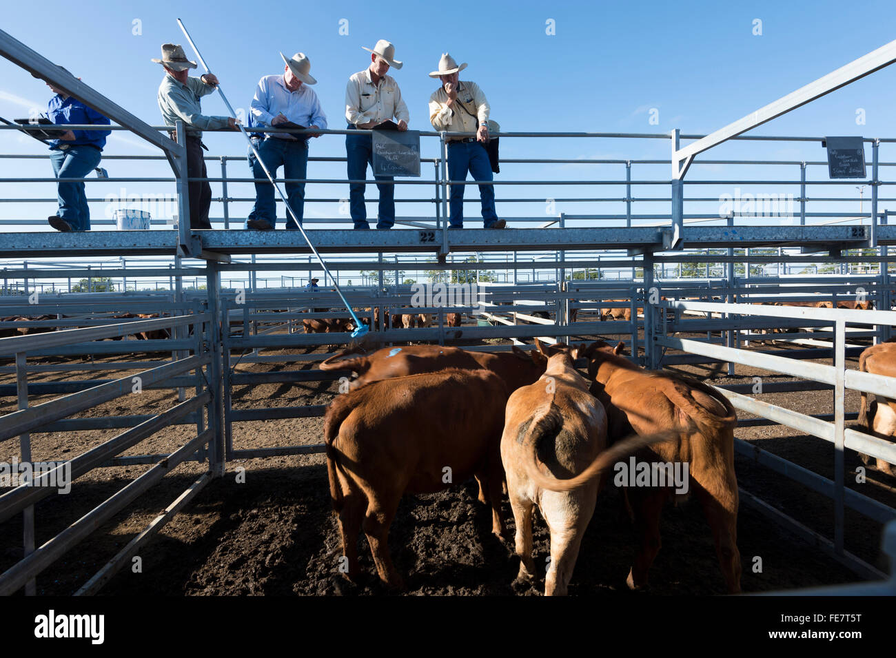 Central Queensland Livestock Exchange (CQLX), Gracemere, Queensland, QLD, Australia Stock Photo