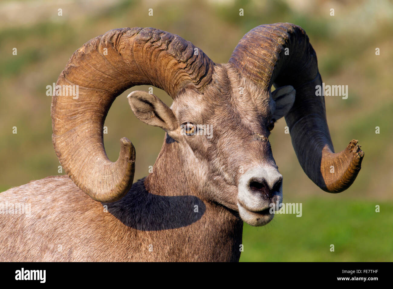 Bighorn sheep (Ovis canadensis) close up portrait of ram, Jasper National Park, Alberta, Canada Stock Photo