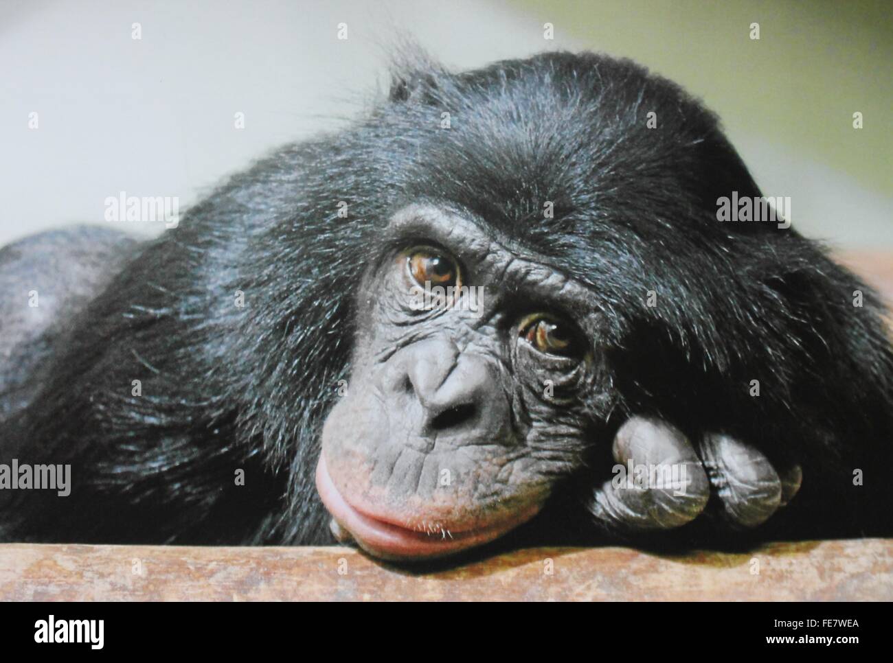 sad chimpanzee monkey looking to camera stock photo, stock, photograph, image, picture Stock Photo