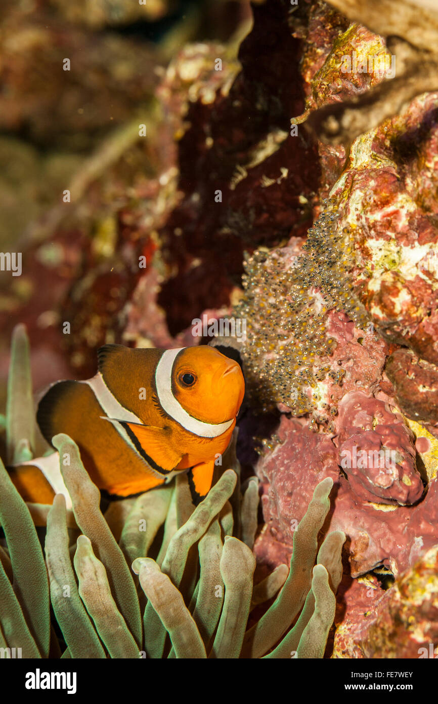 Common clownfish Amphiprion percula tending eggs Stock Photo