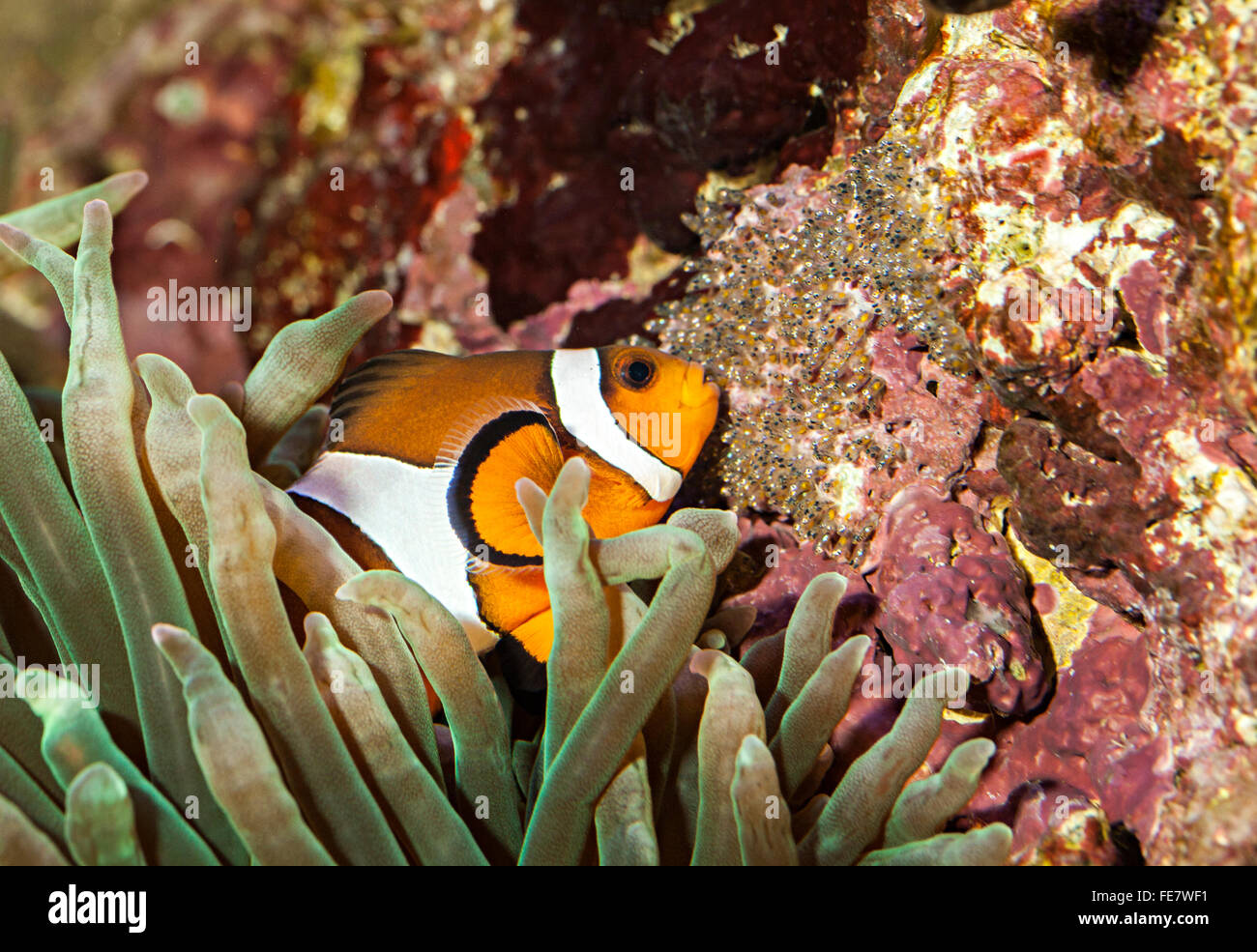 Common clownfish Amphiprion percula tending eggs Stock Photo