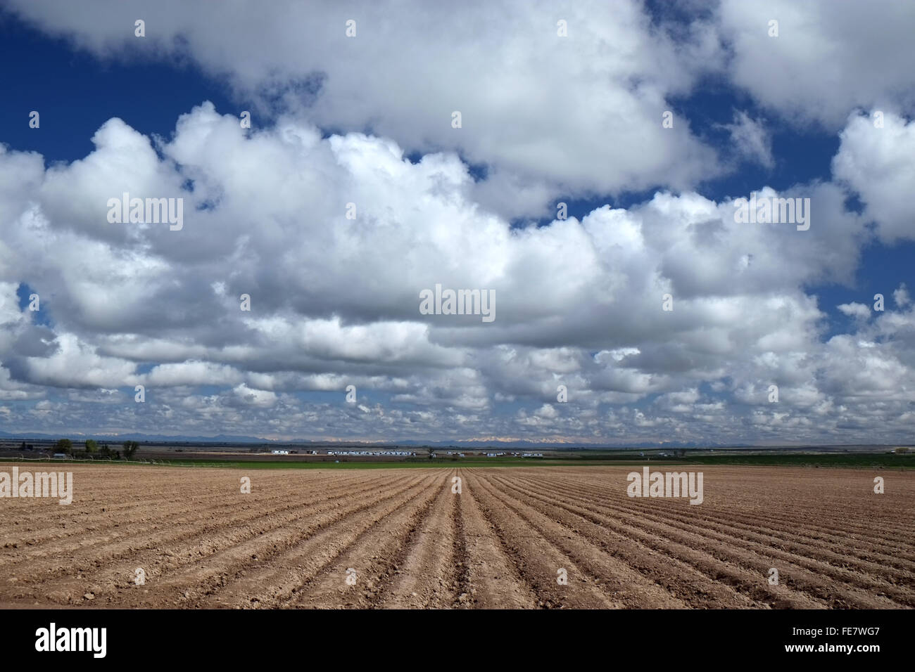 Fields under cumulus clouds Jerome County Idaho Stock Photo