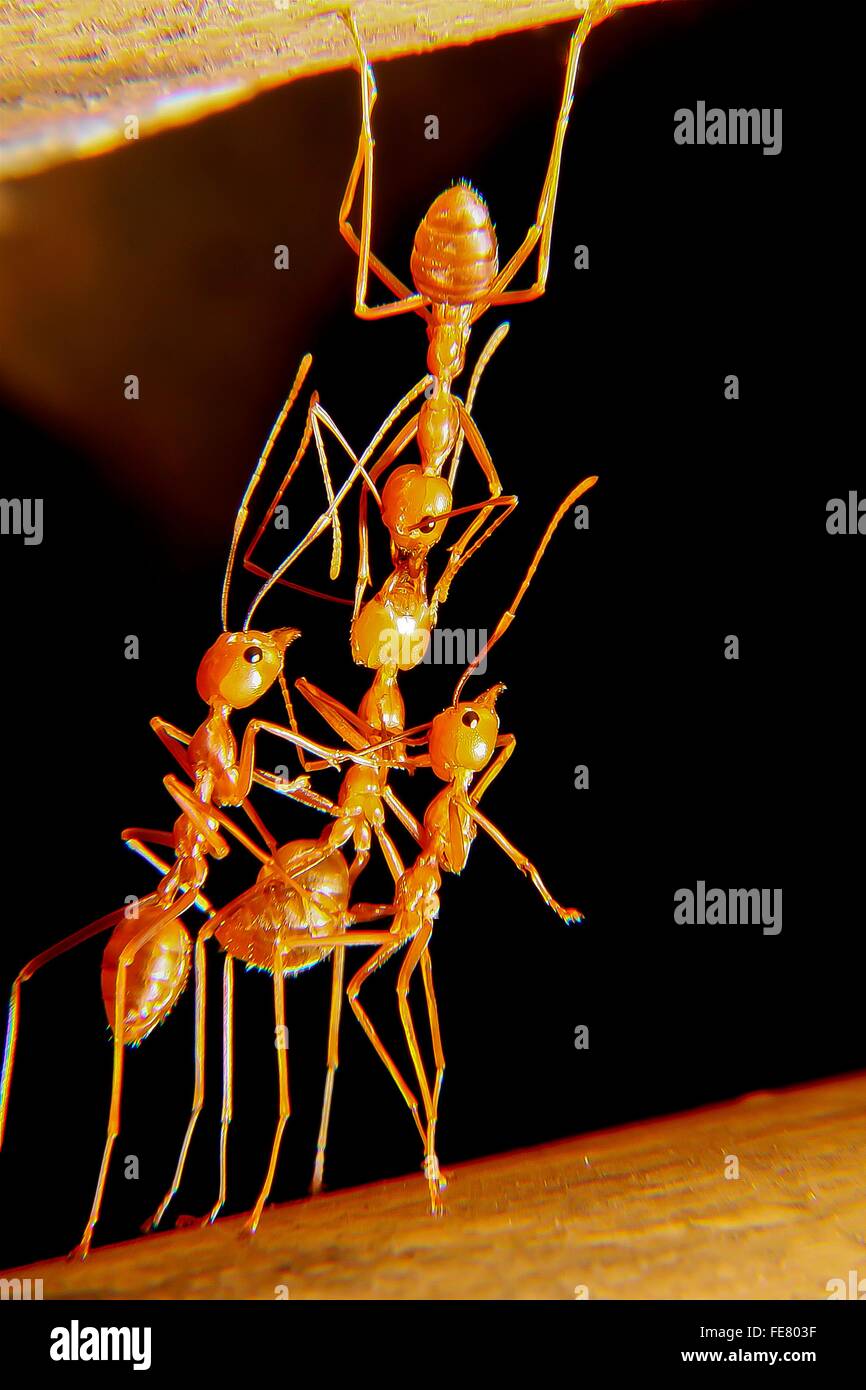 Ants Helping Each Other Stock Photo Alamy