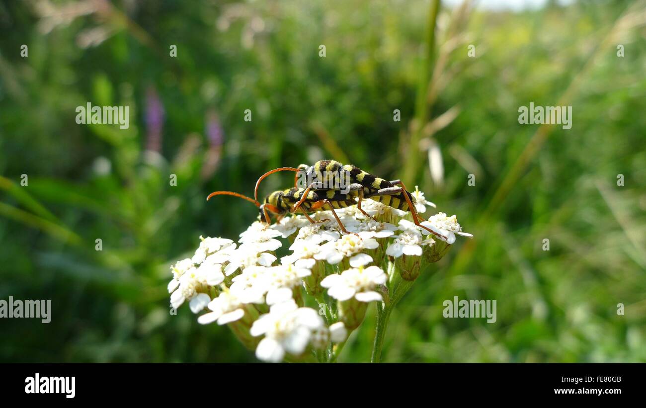 Longhorn Beetles Mating On Flower Stock Photo