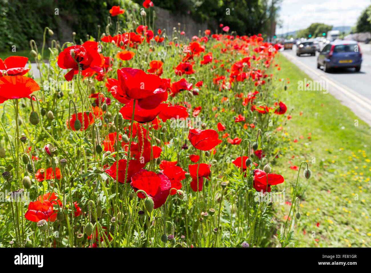 Red poppy uk hires stock photography and images Alamy