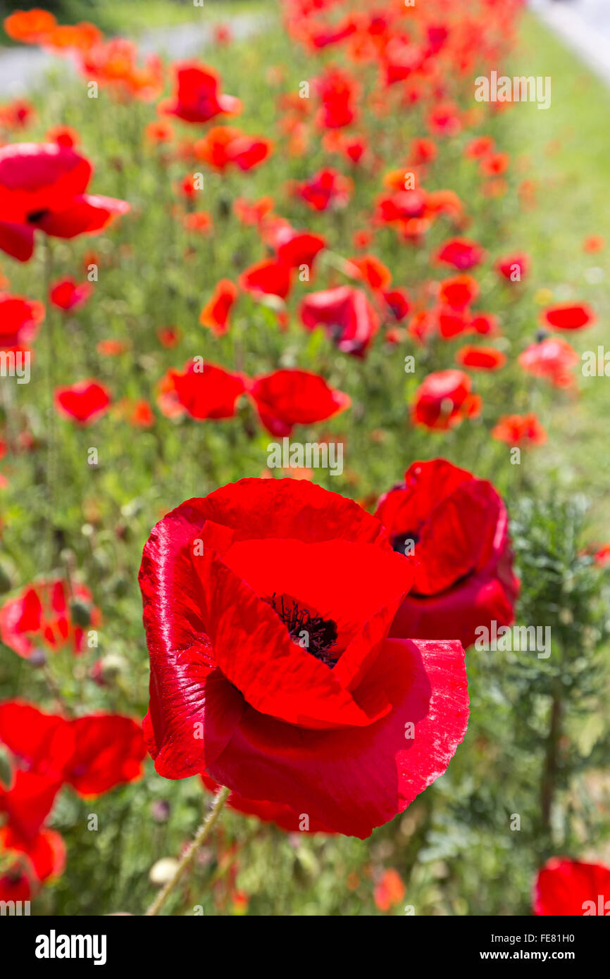 Common poppy growing on roadside verge, Hereford, UK Stock Photo