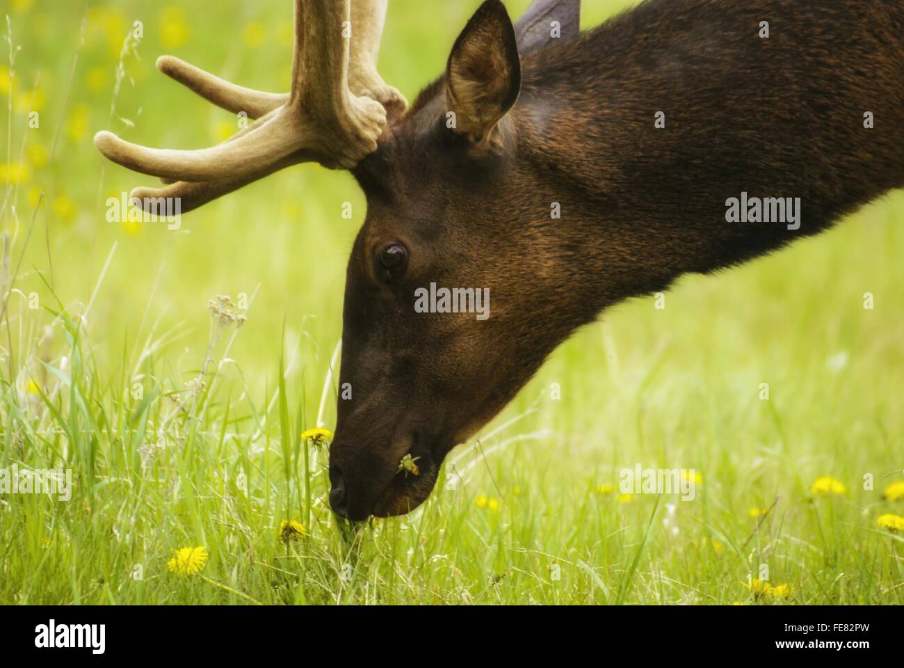CloseUp Side View Of Horned Animal Stock Photo Alamy