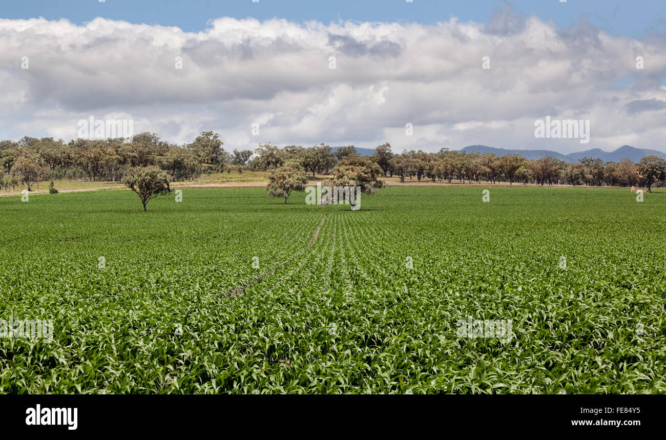 Rich farming country in NSW near Quirindi Stock Photo