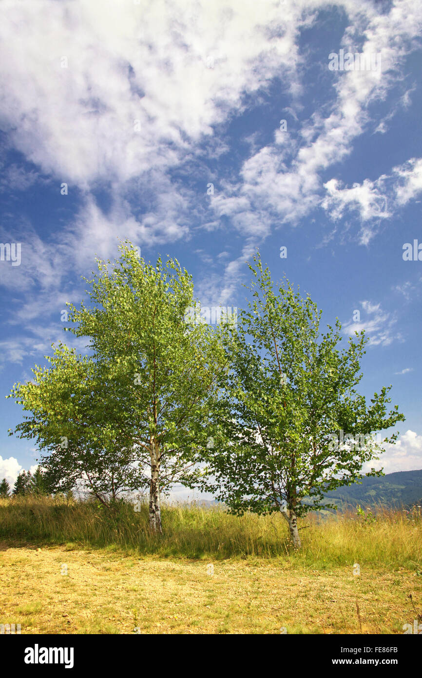 Landscape with birches in Carpathian mountains, Ukraine Stock Photo