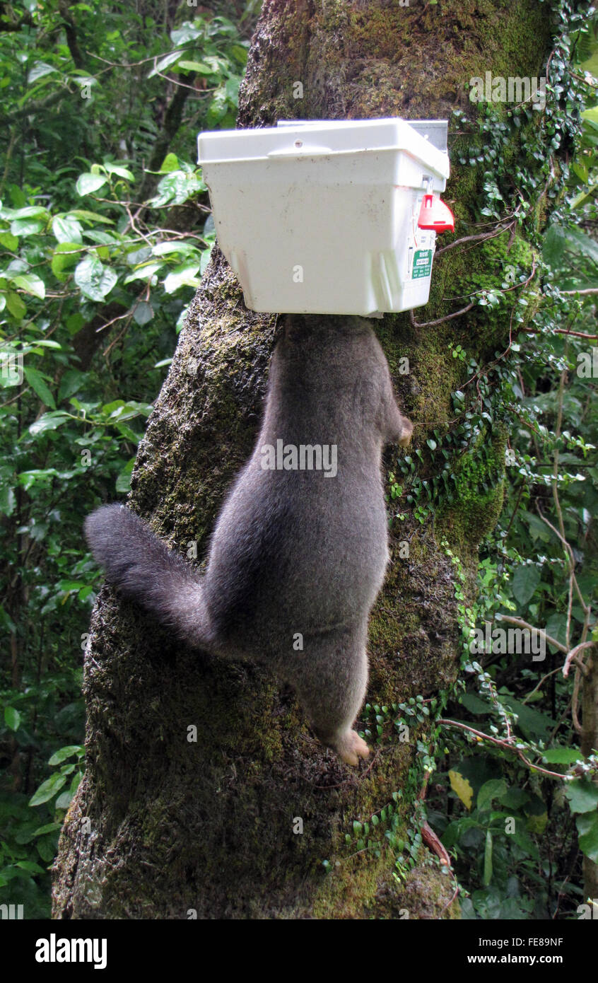 An unfortunate possum, caught in a kill trap on the Queen Charlotte