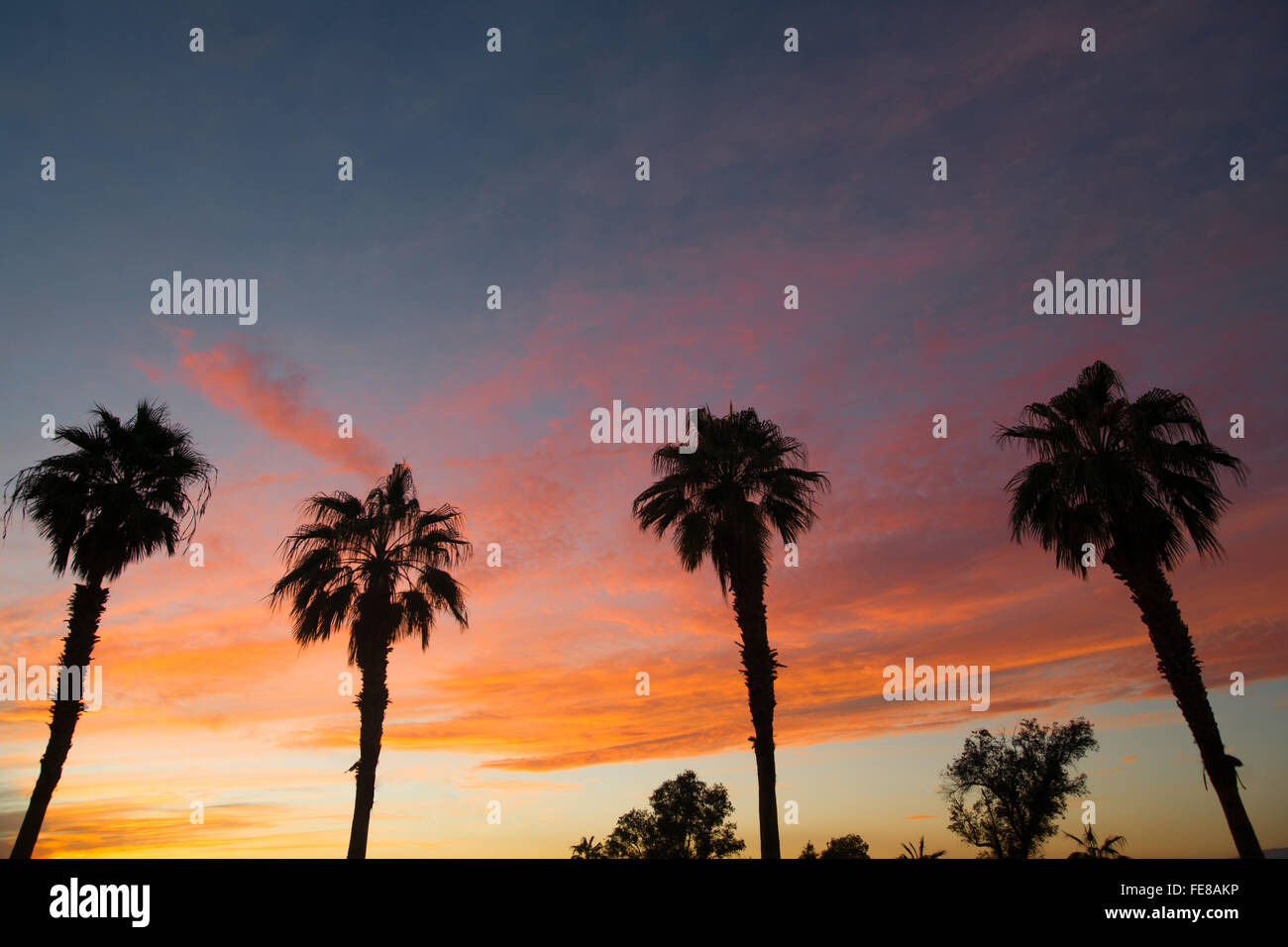 Palm Tree West Coast Tropical California Sunset Skyline Stock Photo