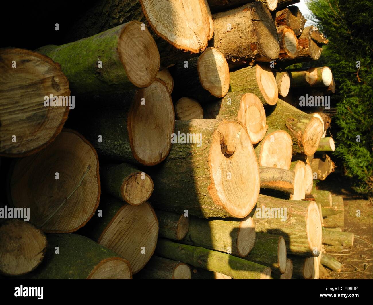 Wooden Logs In Forest Stock Photo Alamy