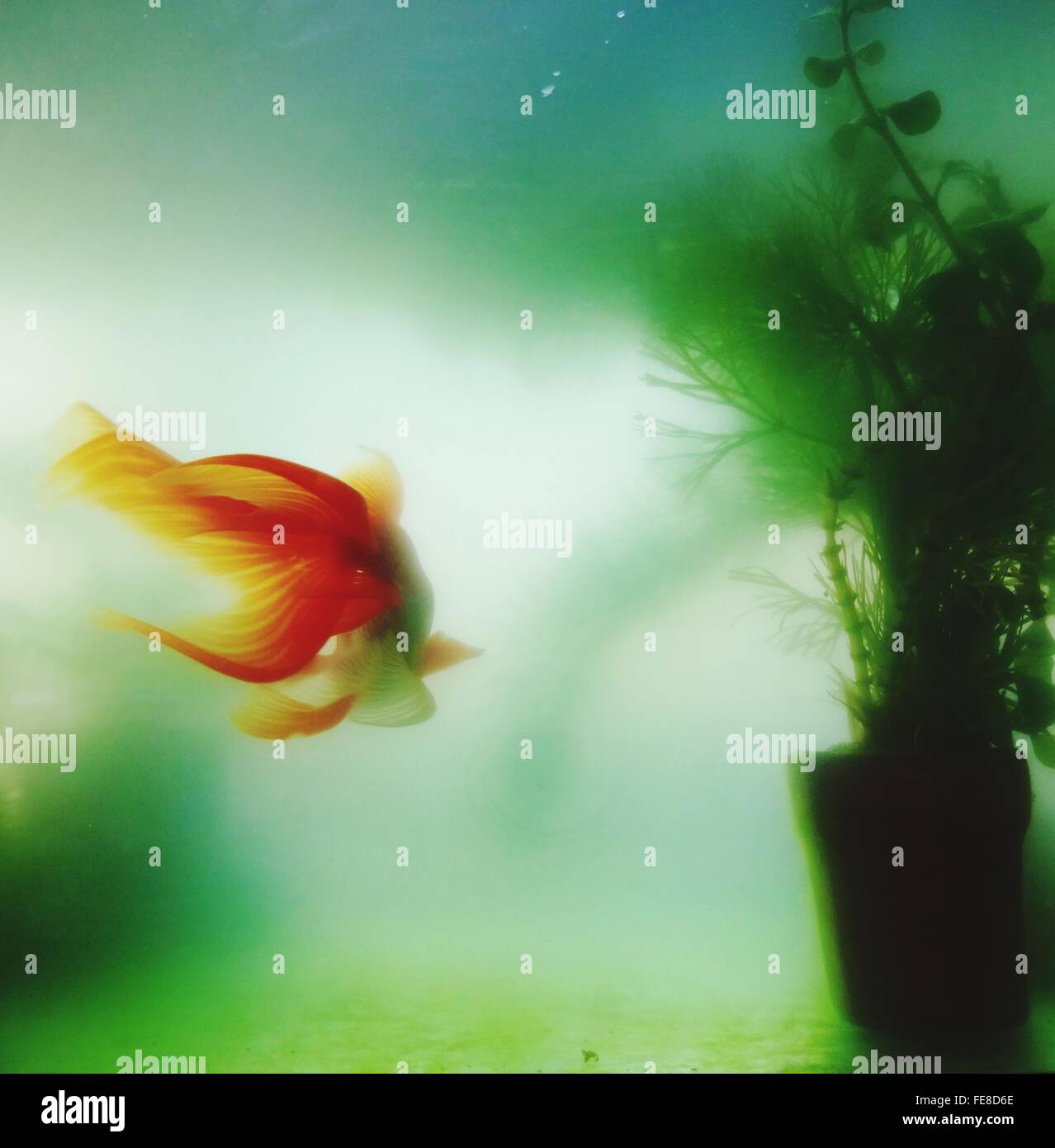 Goldfish In Aquarium Stock Photo Alamy