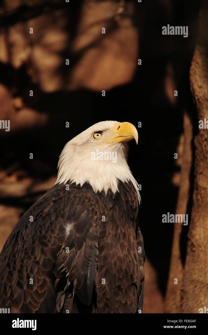 Bald Eagle peering upward Stock Photo
