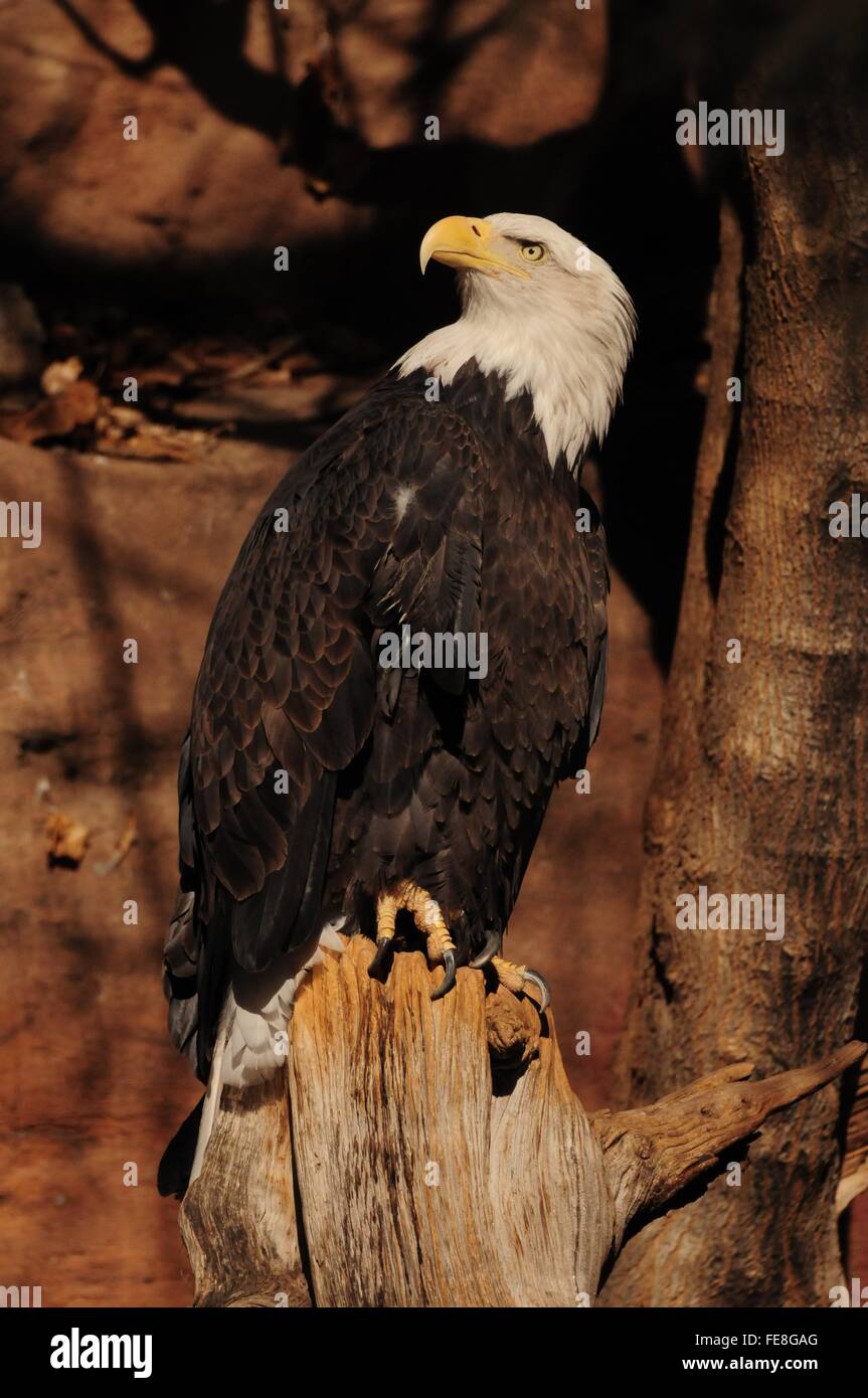 Bald Eagle sitting on tree stump peering off into distance Stock Photo