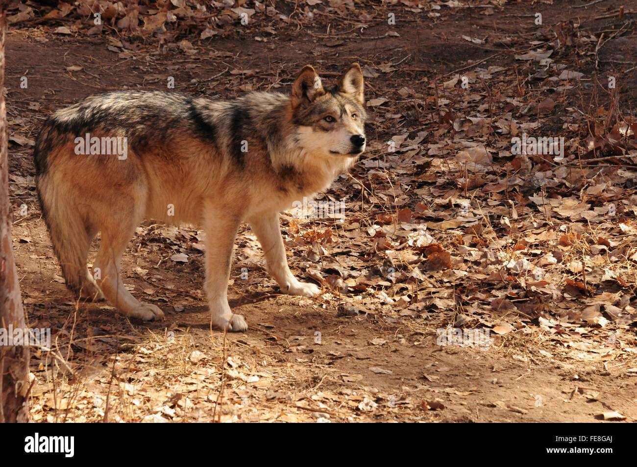 Mexican Wolf on the alert - Albuquerque, New Mexico - USA Stock Photo