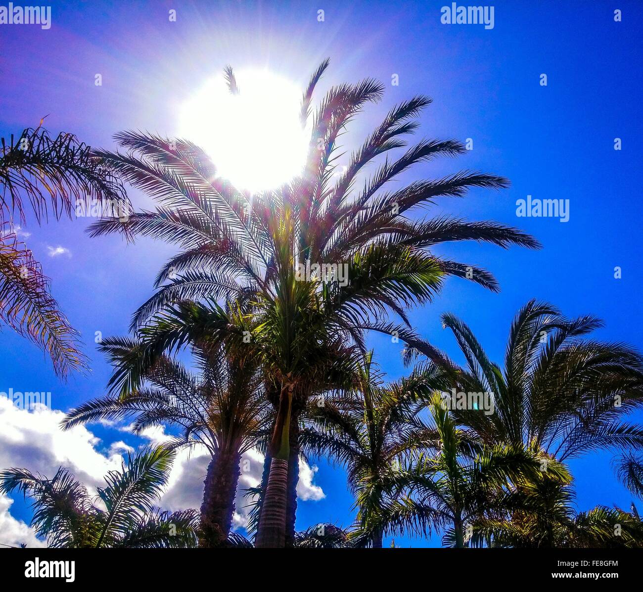 Sunlight Through Palm Tree High Resolution Stock Photography and Images ...