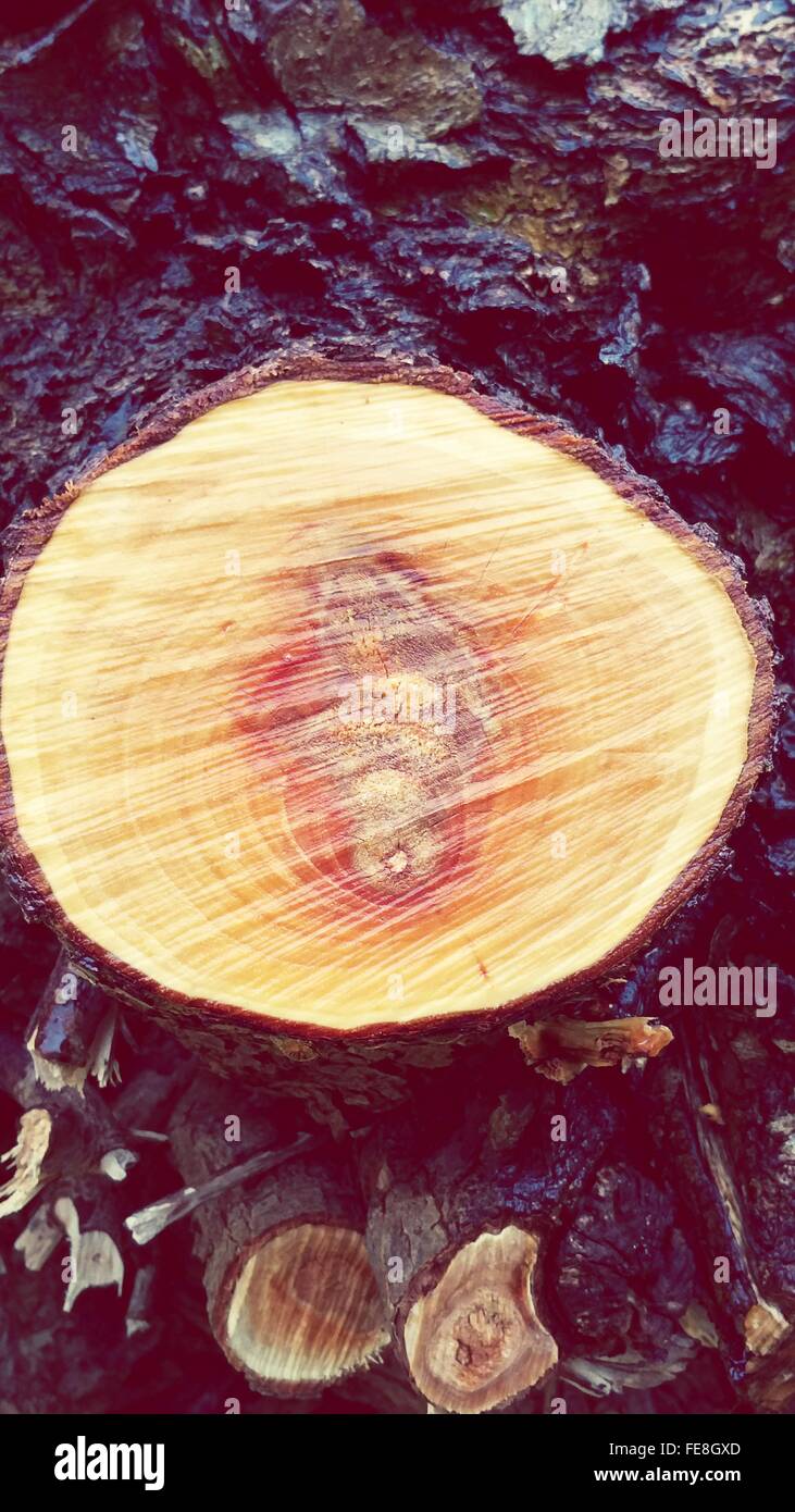 Close-Up Of Log Stock Photo