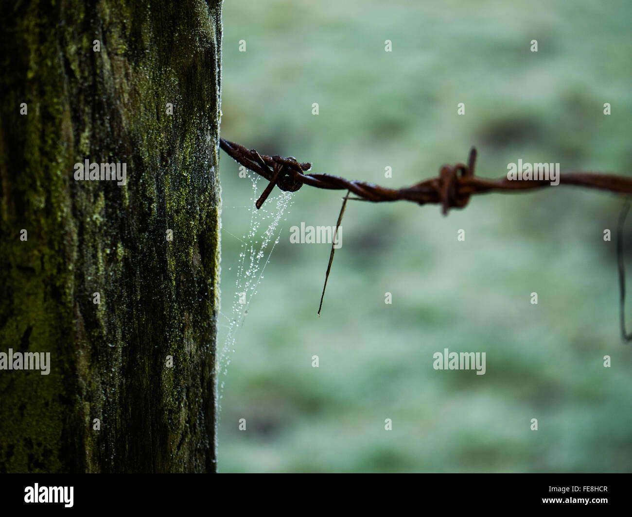 Barbed wire and tree hires stock photography and images Alamy